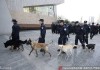 总决赛战前风云：警犬特警齐上阵，安保防线铸就钢铁赛场