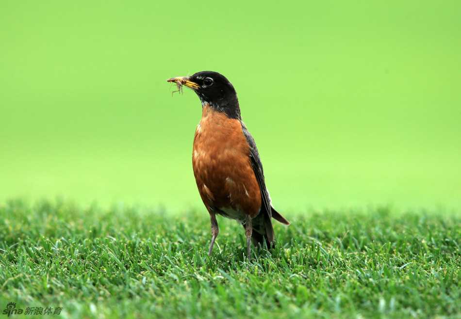 高尔夫球洞隐蔽在起伏的果岭与沙坑之后，周围绿树与鲜花环抱，宁静中暗藏玄机，考验着球员的策略与胆识。