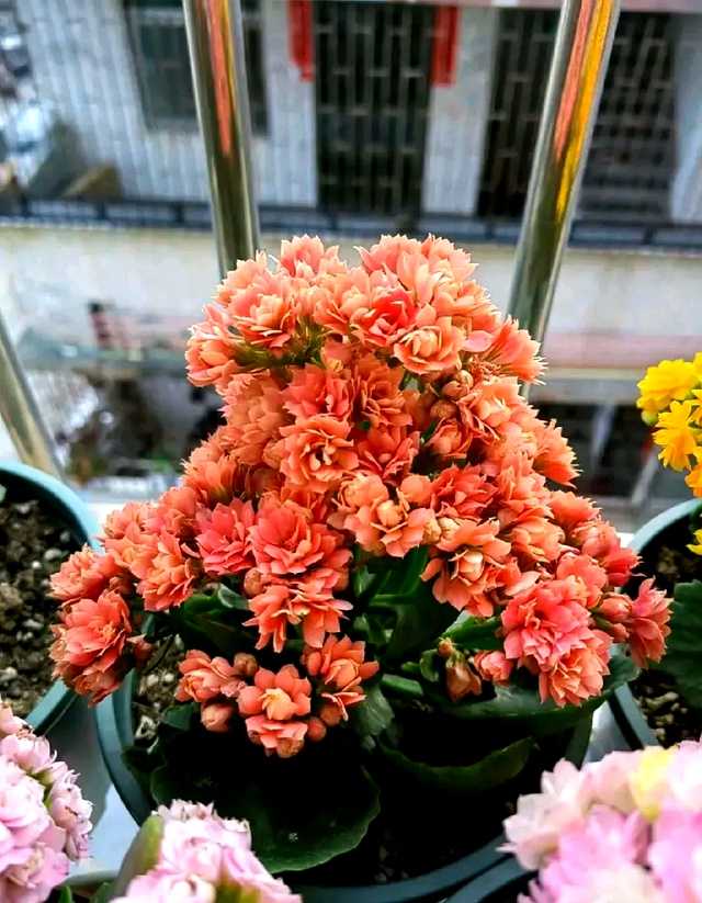 一盆盛开的‘非洲红宝石’长寿花，颜色正红如火，花球饱满，在绿叶衬托下格外夺目