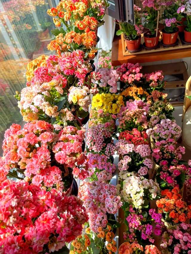 特写镜头下的长寿花‘粉巴黎’，花瓣层层叠叠如牡丹般雍容，粉白相间的色彩在阳光下泛着柔和的光晕