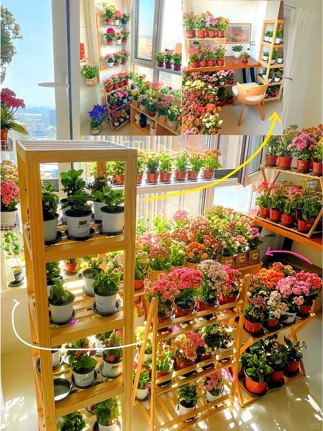 王阿姨家的阳台一角，各式长寿花争奇斗艳，有的橙黄如橘，有的粉嫩如霞，构成一幅冬日里的绚烂画卷