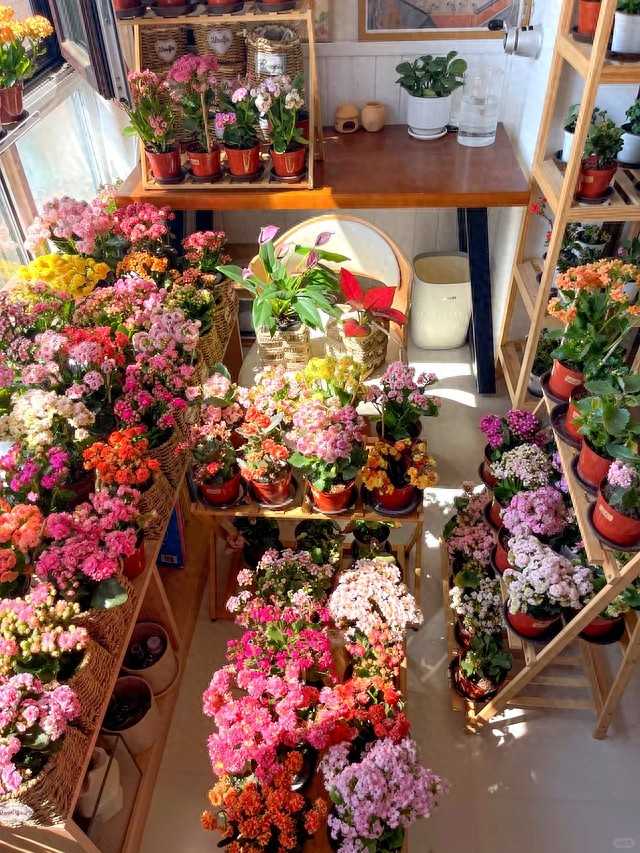 冬日暖阳下，阳台上一盆盆长寿花簇拥盛开，像一个个饱满的大花球，叶片油亮厚实，满眼都是生机勃勃的喜庆景象。