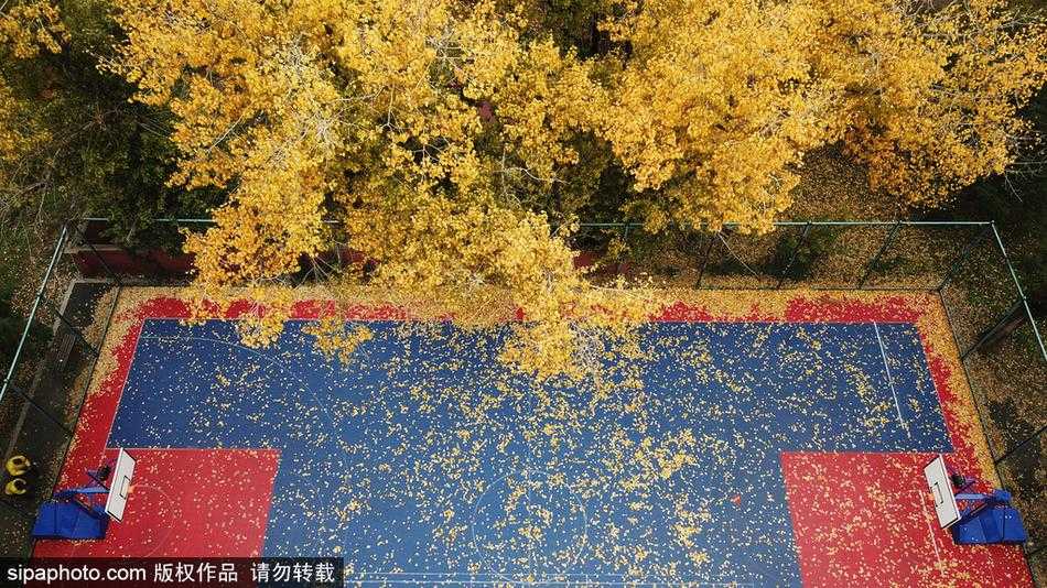 秋叶为球场披上金装 沈阳这一隅成最美打卡地 透过篮球场的围网看去,落叶静静地躺在场内,网格的线条将满地黄叶分割成一幅幅连续的抽象画。