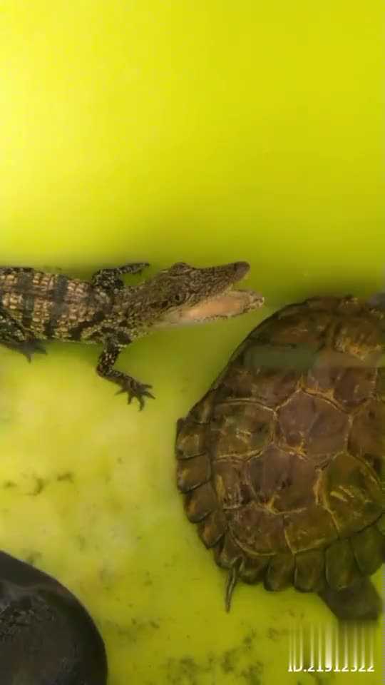 根特vs梅赫伦复盘：季后赛开门红落空，德米尔直言“巨大失望”